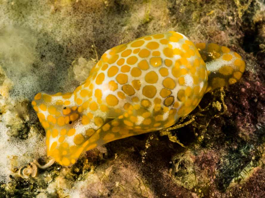 Lamprohaminoea evelinae